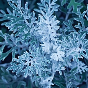 以下が含まれることがあります： 繊細で羽根のような葉を持つ銀緑色の植物のクローズアップ。葉は柔らかく、ふわふわとした質感で、薄い青色をしています。