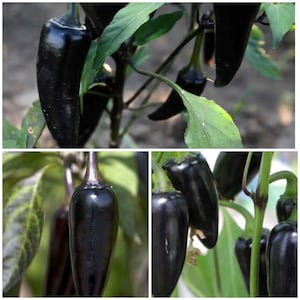 HOT BLACK HUNGARIAN Chili Pepper Seeds - 5000 tot 10000 Scoville Heat Units / Black Jalapeño Chili Peppers - 10 Black Hungarian Chili Seeds