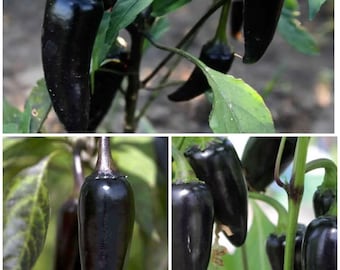 HOT BLACK HUNGARIAN Chili Pepper Seeds - 5000 tot 10000 Scoville Heat Units / Black Jalapeño Chili Peppers - 10 Black Hungarian Chili Seeds