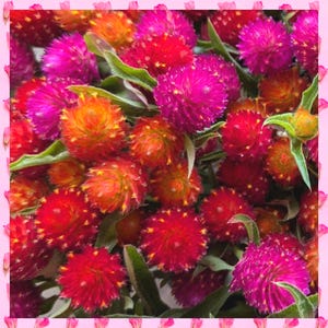 Pode incluir: Um buquê de flores de amaranto globulares vibrantes em rosa e laranja. As flores estão dispostas em um cacho, mostrando sua textura e cor únicas.