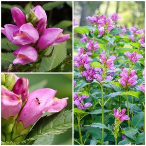 Pode incluir: Flores cor-de-rosa com caule e folhas verdes. As flores estão em flor e têm um aspeto delicado e enrugado.