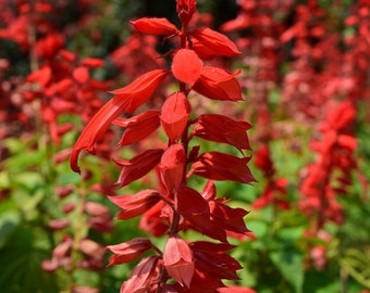 Scarlet Sage - St Johns Fire Salvia / Red Sage / Lady In Red Salvia / Saint John Blood Sage / Red Texas Sage /  Salvia Coccinea Flower Seeds