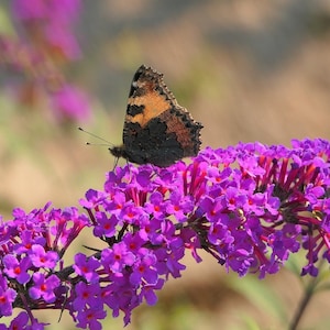 Op de afbeelding: Een vlinder met oranje, zwarte en witte vleugels die op een tros paarse bloemen zit.