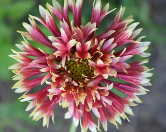 Más de 100 semillas de flores mixtas de Gaillardia Picta doble - Flor de manta india / Gaillardia Picta doble - Entrega gratuita