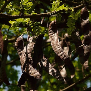 Pode incluir: Close-up de um galho de árvore com várias vagens de sementes marrons escuras penduradas. As vagens são longas e curvas, com uma superfície texturizada. Folhas verdes são visíveis ao fundo, com a luz do sol filtrando pela folhagem.
