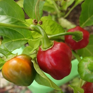 Caribbean Red Hot Habanero Pepper Seeds - 400,000-500,000 SCOUVILLE Unites of HEAT / Packed with Flavour Super Hot Pepper Fans Love
