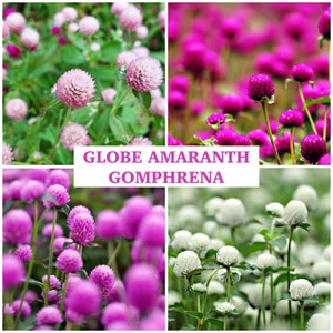 GLOBE AMARANTH Seeds - GOMPHRENA toutes les couleurs / Amarante / Plante comestible / Jardin de fleurs coupées Fleurs globe violettes roses et blanches - + de 50 graines