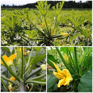Op de afbeelding: Close-up van courgetteplanten die in een veld groeien. De planten hebben grote groene bladeren en gele bloemen. Er zijn wat courgettes te zien.