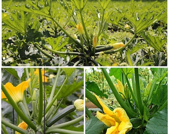 BLACK BEAUTY ZUCCHINI Seeds - Heirloom Dark Green Zucchini Squash Seeds - Compact Zucchini Bush Variety / Harvest in 50 Days / Non Gmo Seed