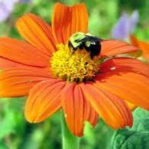 May include: A vibrant orange Mexican sunflower with a yellow centre and a bumblebee. The flower's petals are fully open, showcasing its bright colour. The background is a soft blur of green.