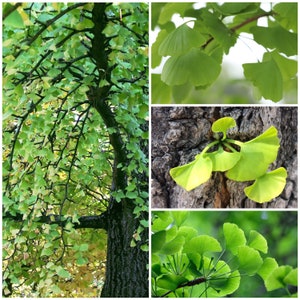 GINKGO TREE Seeds - Fresh GINGKO / Biloba Maidenhair Tree / Grow Tree from Seed / Ancient Dinosaur Tree / Maidenhair / 3 Gingko Tree Seeds