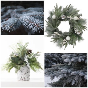 Graines d'épinette bleue - Picea Pungens / Épinette bleue du Colorado / Faites pousser votre propre matériel créatif à partir de graines fraîches / Graines de conifères sans OGM