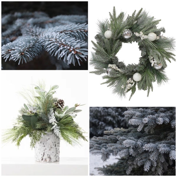 Blue Spruce Tree Seeds - Picea Pungens / Colorado Blue Spruce / Grow Your Own Craft Supplies from Fresh Seed / Non GMO Coniferous Tree Seeds