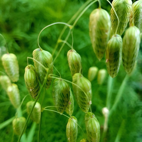 Quaking Grass, Briza media Quaking grass - Cut Flower Garden / Ornamental Big Quaking Grass / Rattlesnake Grass Briza Maxima Fresh Seeds