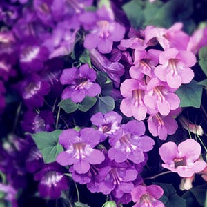 CLIMBING SNAPDRAGON ASARINA Flower Seeds - Blue White Violet and Pink Pose Twining Snapdragon Flowering Vine - Annual Flower Garden Seeds