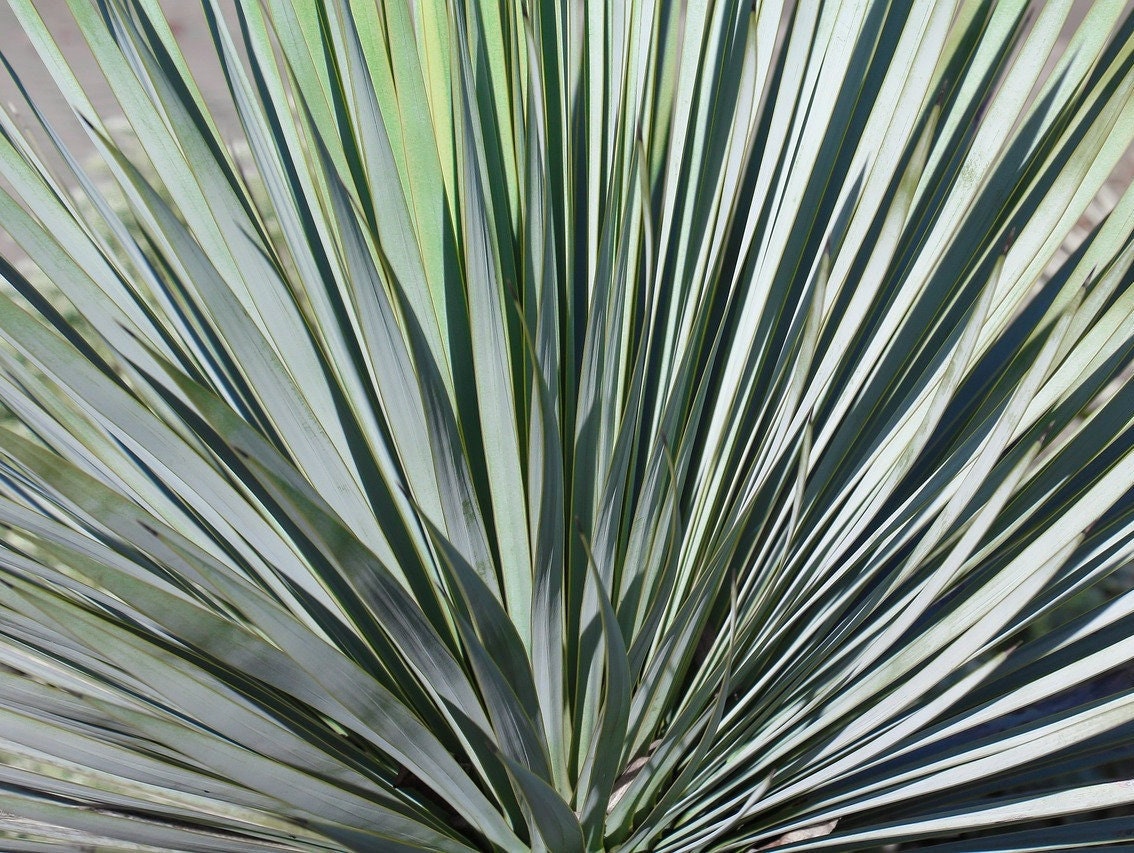ユッカ sample ユッカ sample Split Enz™ Yucca, Yucca , Monrovia Plant