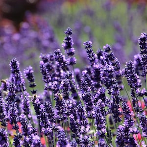 Puede incluir: Primer plano de un campo de flores de lavanda moradas en plena floración. La imagen muestra numerosos tallos de lavanda con sus características flores moradas en forma de espiga. Se ven abejas, lo que sugiere un entorno natural.