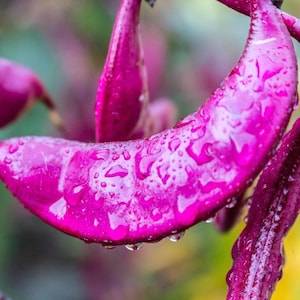 May include: A close-up shot of a magenta-coloured plant pod, curved and covered in water droplets. The pod is the focal point, with blurred green and yellow foliage in the background. The image showcases the plant's texture and vivid colour.