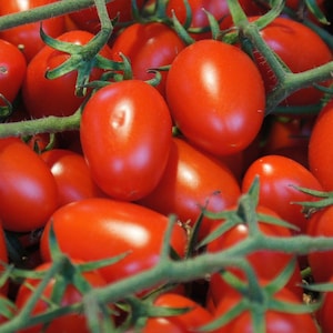 May include: A close-up of a bunch of red tomatoes on the vine. The tomatoes are ripe and juicy, and the vine is green and leafy.