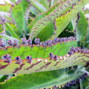 Mother of Thousands Plantlets /  Kalanchoe Daigremontiana / Aligator or Mexican Hat Plants - Succulent Plantlets - Plant Pups not Mama Plant