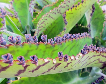 Mother of Thousands Plantlets /  Kalanchoe Daigremontiana / Aligator or Mexican Hat Plants - Succulent Plantlets - Plant Pups not Mama Plant