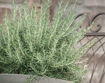 Rosemary Herb Seeds - Culinary Herb for Indoor Outdoor Herb Garden / Container Garden / Houseplant / Fresh Rosemary Herb / Aromatic - Seeds