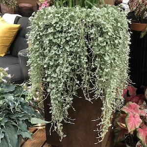 Puede incluir: Una maceta grande y oxidada que rebosa de follaje plateado colgante. La planta cae en cascada por los lados de la maceta, creando una exhibición exuberante y texturizada.