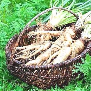 Puede incluir: Una cesta de mimbre marrón llena de chirivías recién cosechadas y sus hojas verdes. Las chirivías son de color blanquecino y tostado, con raíces largas y afiladas. La cesta tiene un asa curva y está sobre un fondo de follaje verde.