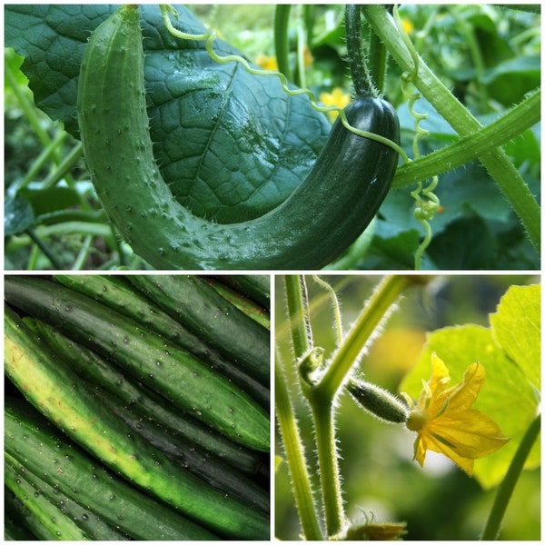 LONG CUCUMBER SEEDS - Suyo Japanese Cucumber / Soo Yoo Long Cucumbers / Soo Yoh Cucumber  / Soo Yow Fruit / Suhyo Long Cucumber Seeds