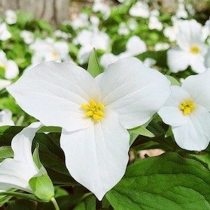 Könnte beinhalten: Nahaufnahme von weißen Trilliumblüten mit drei Blütenblättern und gelben Zentren. Die Blumen sind von grünen Blättern und anderen weißen Blüten im Hintergrund umgeben. Das Bild ist gut beleuchtet und zeigt die Details der Blumen.