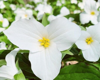 GREAT WHITE TRILLIUM - Wood Lily - American Wake Robin - T. grandiflorum Native Woodland Wildflower - 10 Seeds