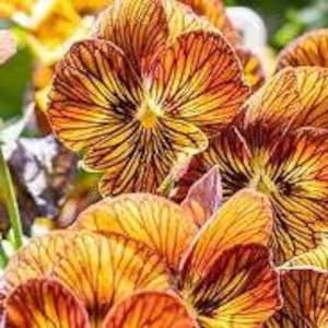 以下が含まれることがあります： 濃い茶色の葉脈を持つ、オレンジ色と黄色のパンジーの花のクローズアップ。 花びらは質感があり、花は満開で、複雑な模様と鮮やかな色を示しています。 画像は明るく照らされています。