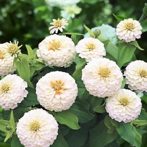 Op de afbeelding: Close-up van witte zinnia bloemen met gele centra en gelaagde bloemblaadjes. De bloemen worden omringd door groene bladeren en andere bloemen op de achtergrond. De afbeelding is goed belicht.