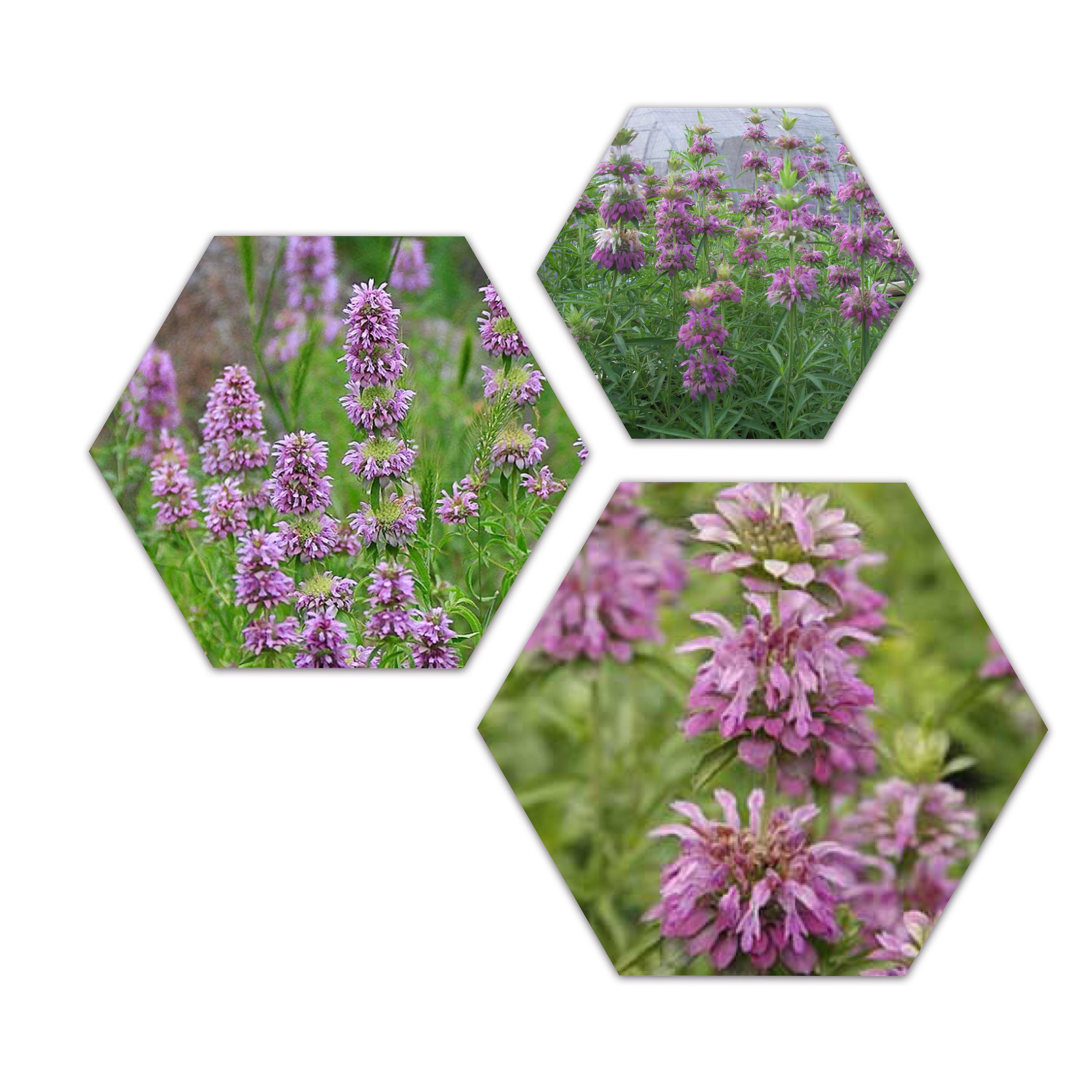 LEMON BEE BALM Seeds Monarda Citriodora / Lemon Bergamot - Etsy Canada