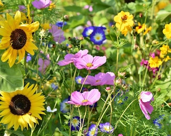 Wildflower Bee Pollinator Mix Seeds - Perennial and Annual Wildflowers / Shower Seed Packs