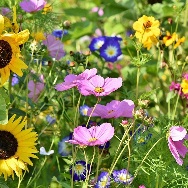 Mélange de graines de pollinisateurs pour abeilles et fleurs sauvages - Fleurs sauvages vivaces et annuelles / Paquets de graines de douche