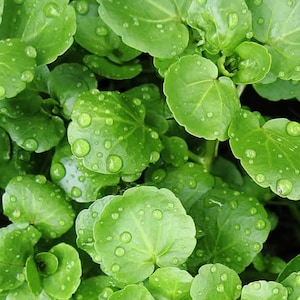 TRUE WATERCRESS SEEDS - Heirloom Herb Vegetable / Eker / Biller / Bilure / Rib Cress / Brown Cress / Teng Tongue / Long Tails and Well Grass