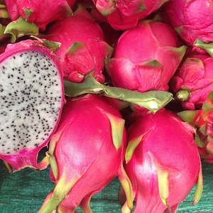 DRAGON FRUIT SEEDS - Hylocereus Undatus / Pitahaya / Pitaya / Aardbei Peer en ook wel cactusfruit / Makkelijk te kweken - Ggo-vrij drakenfruitzaden