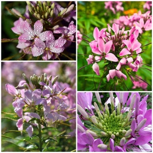 PINK QUEEN CLEOME Seeds - Cleome Spinosa - Spider Flower / Spider Plant