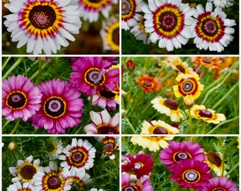 Tricolour Chrysanthemum Seeds - Single Daisy Chrysanthemums Used as Ground Cover / Cut Flower Garden / Rock Garden / Baskets and Container