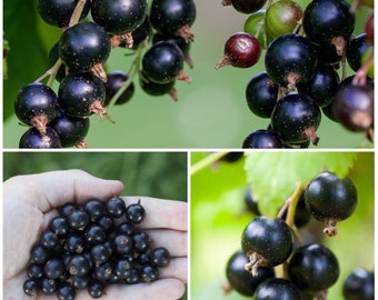 BLACK CURRANT Seeds - Ribes nigrum / The Blackcurrant also known as Cassis Grown for its Delicious Edible Berries / Berry Fruit Bush Seeds