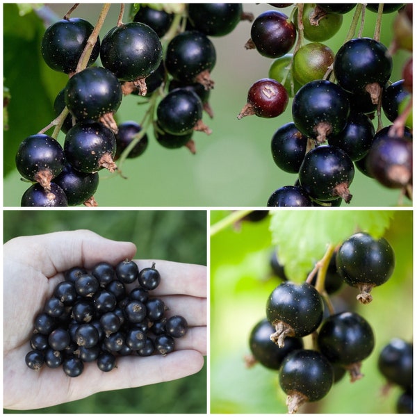 BLACK CURRANT Seeds - Ribes nigrum / The Blackcurrant also known as Cassis Grown for its Delicious Edible Berries / Berry Fruit Bush Seeds
