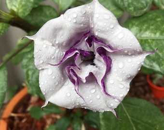 5+ Sementes de Datura Ballerina Mix - D metel / Flores Trombeta Raras / Jardins da Lua / Flores Beija-flor / Flor da Lua / Trombeta de Anjo