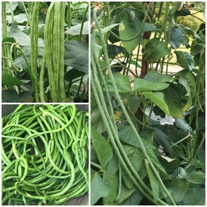 ASPERGE HOGE BOONzaden - lange sperziebonen / Rare Asian Delight / Groene gekke lange peulen van 38-45 cm (15-18") - gratis verzending