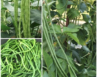 ASPARAGUS LONG BEAN Seeds- Yard Long Green Pole Beans / Rare Asian Delight / Green Crazy Long Pods from 38-45 cm (15-18") - Free Shipping