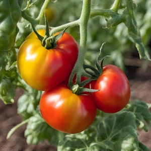 May include: Three ripe tomatoes growing on a vine. The tomatoes are red and yellow, with a smooth, glossy skin.