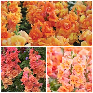 Puede incluir: Primer plano de tres variedades diferentes de flores de boca de dragón. La primera variedad es de color naranja brillante, la segunda es de color melocotón y la tercera es de color rosa claro.