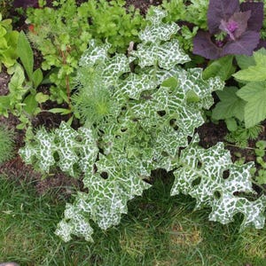 May include: A close-up of a Milk Thistle plant with green and white mottled leaves. The plant is surrounded by other green plants and a purple cabbage-like plant. The leaves have a distinctive pattern and are spiky.