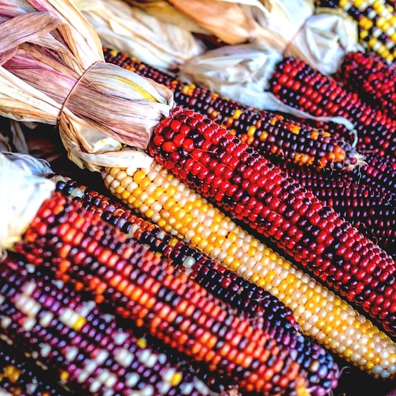 24+ ORNAMENTAL CORN SEEDS - Rainbow Indian Corn , Flint Corn