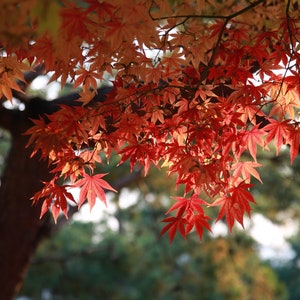 Semi di acero da zucchero - Pianta di acero da roccia - Acer Saccharum - SEMI di acero
